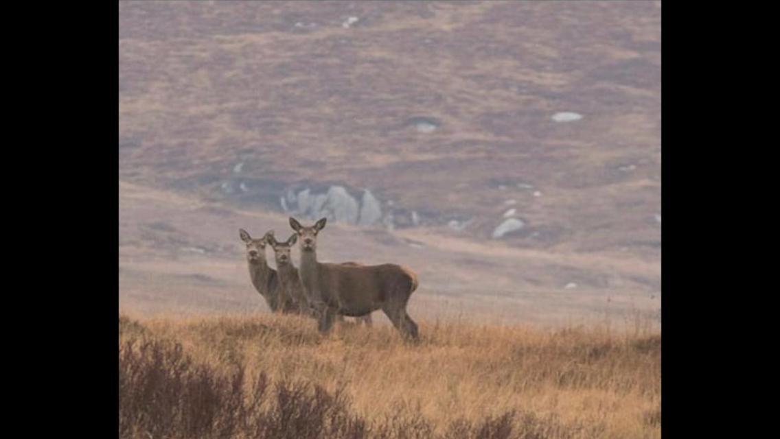 Heather Cottage, Creeslough Екстериор снимка